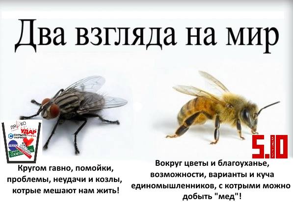 Притча о мухе. Два взгляда на мир Муха и пчела. Два взгляда на мир. Муха и пчела. Два взгляда на мир иллюстрация.